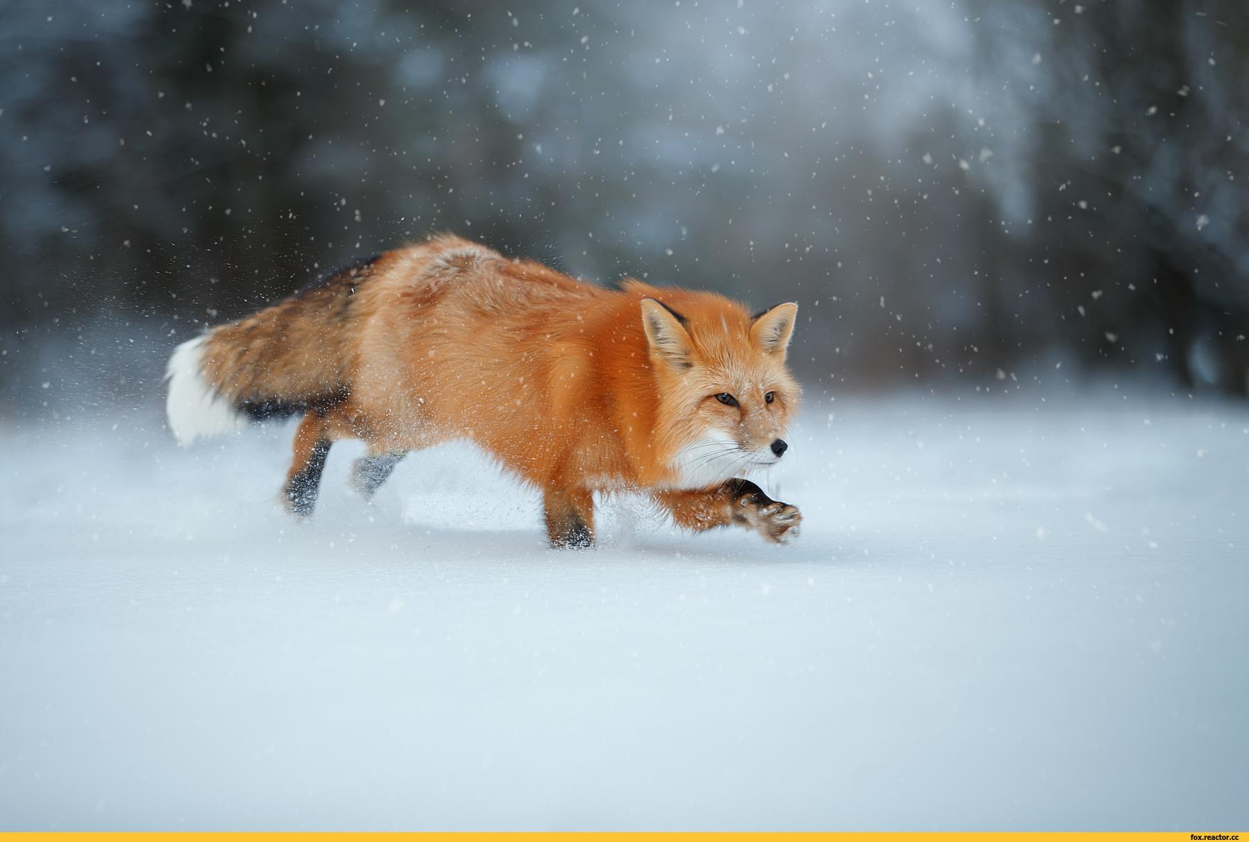 All about FOXes and MOUSE in winter | Film Studio Aves - YouTube