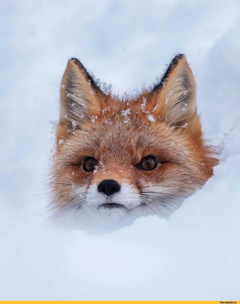 Лиса :: winter :: animals :: fox :: зима :: живность :: fandoms :: фэндомы  / картинки, гифки, прикольные комиксы, интересные статьи по теме.
