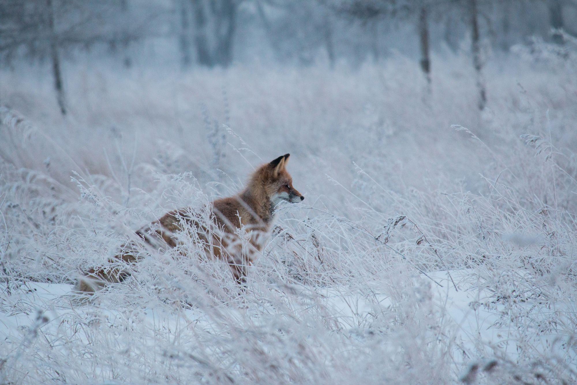 Лиса зимой. Лисица лисицы Red Fox обнюхивает о добычу на лугу в снежностях.  Охота на оранжевой шубы животное в снегу. Стоковое Изображение -  изображение насчитывающей чехословакско, млекопитающее: 202667251