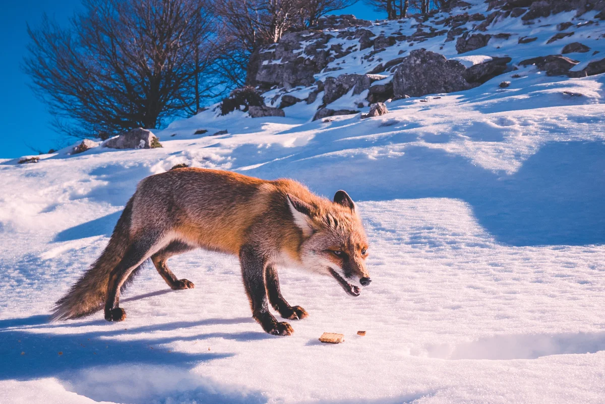 Почему зимой лисы вот так странно торчат из снега? | Книга животных | Дзен