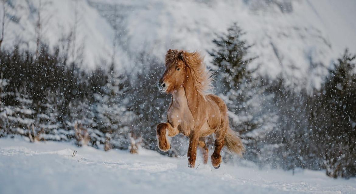 Статьи, Зима и лошади: о главном | Prokoni.ru