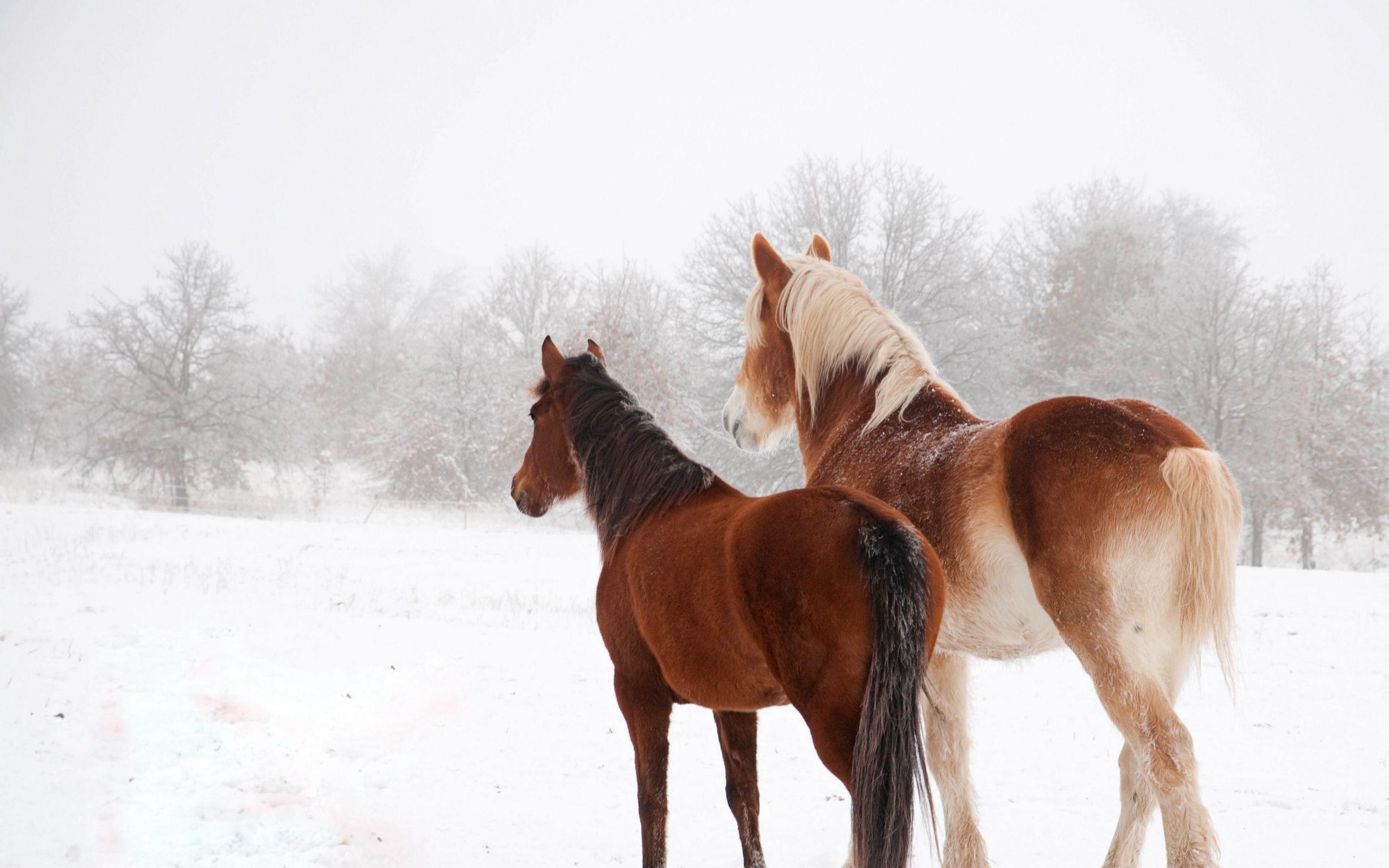 Лошади зимой: уход, заболевания, травмы коней