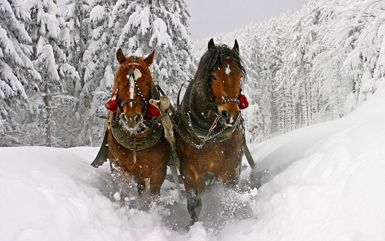 Скачать 2560x1600 лошади, зима, снег, пара обои, картинки 16:10