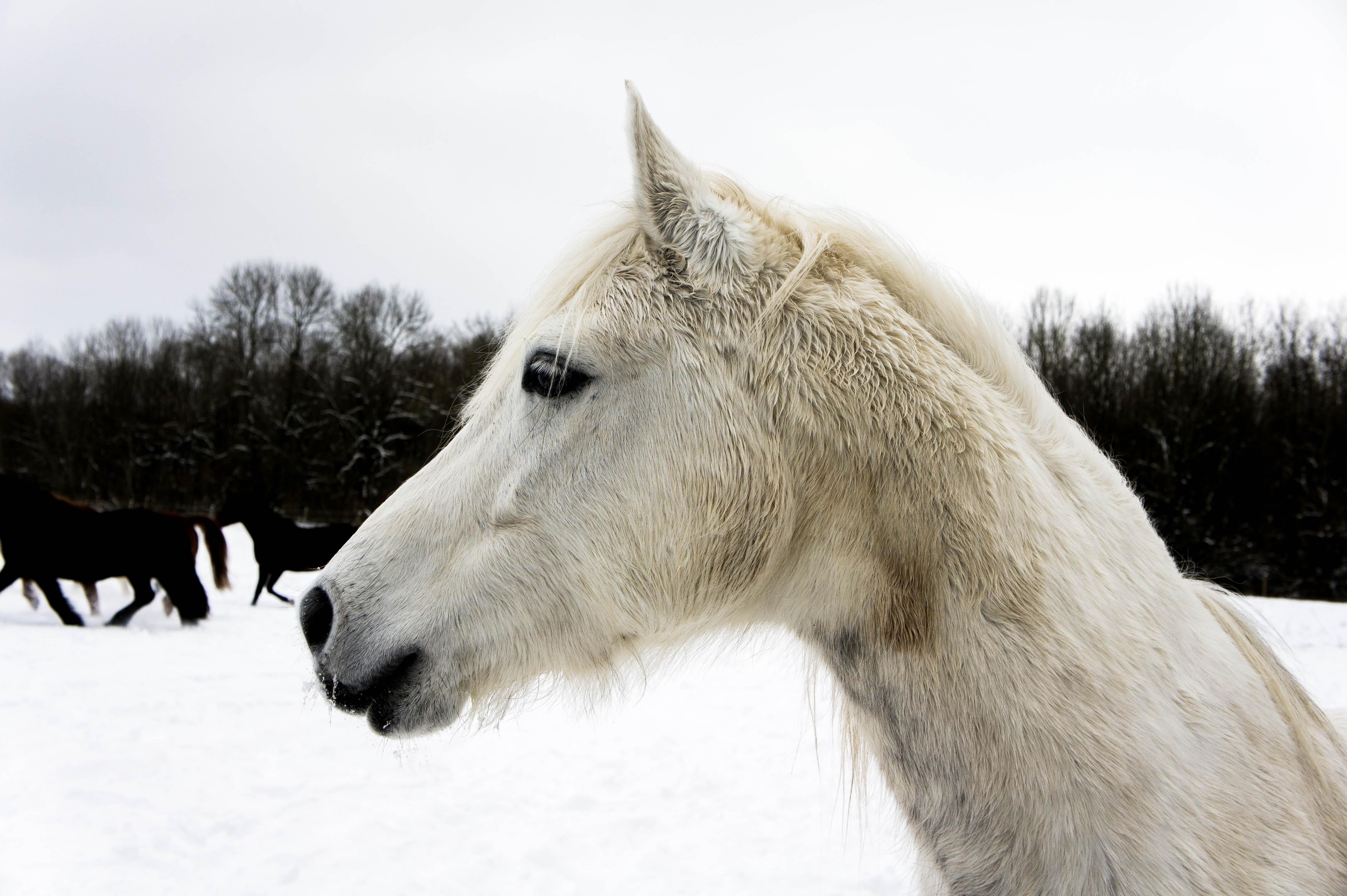 Снег Зима Лошадь На Открытом - Бесплатное фото на Pixabay - Pixabay