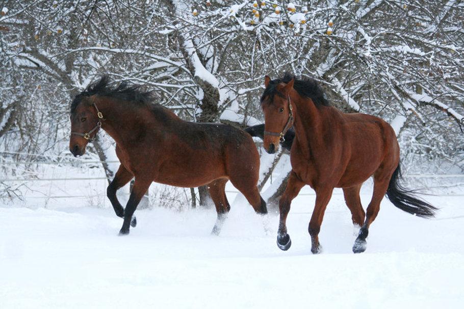 картинки : снег, зима, играть, пасти, Лошадь, Млекопитающее, Жеребец,  Грива, Выгул, лошади, Позвоночный, Кобыла, связь, Зимний, Вьючное животное,  Конь как млекопитающее, Мустанг лошадь 2409x1606 - - 1265935 - красивые  картинки - PxHere