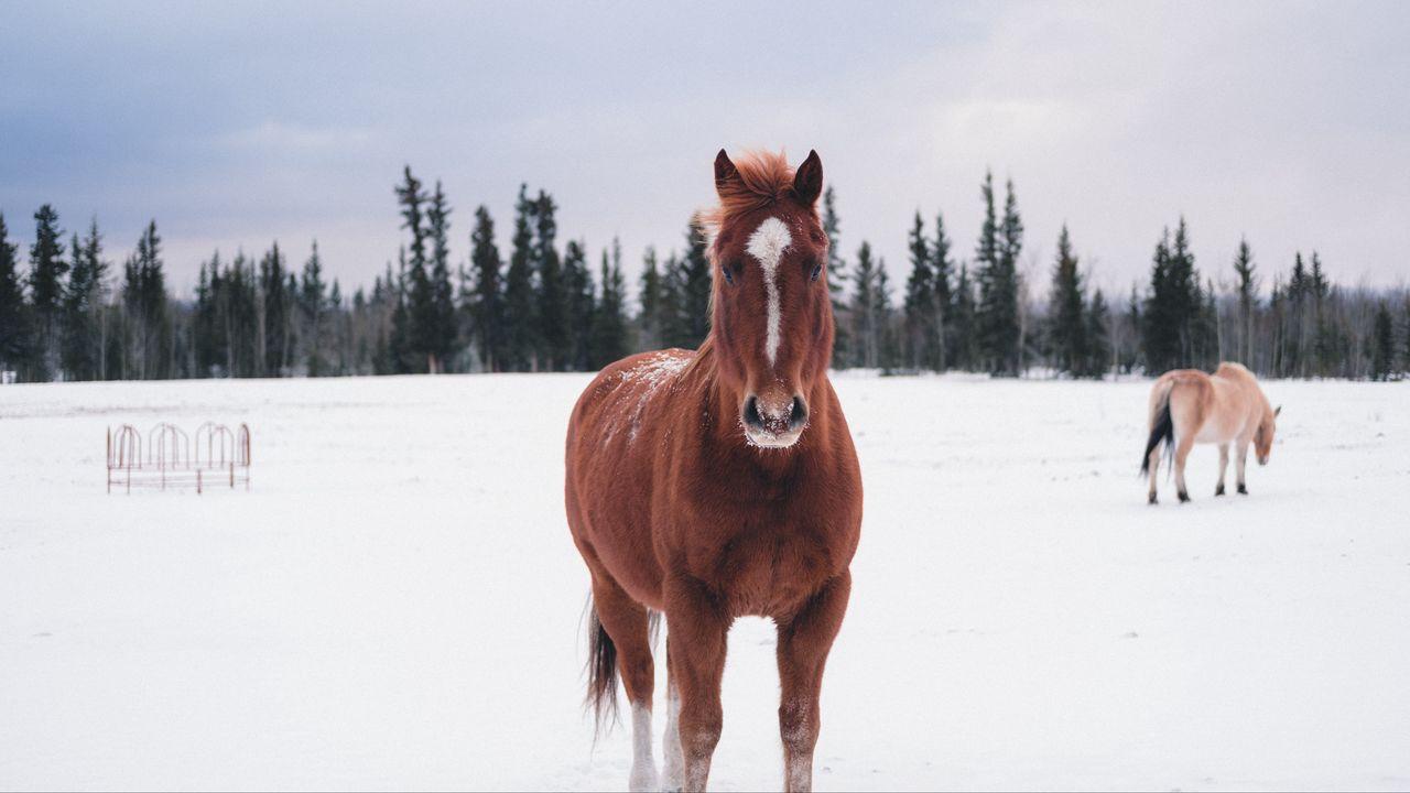 Содержание лошадей зимой | EquiLife.ru - Первый Конный журнал online