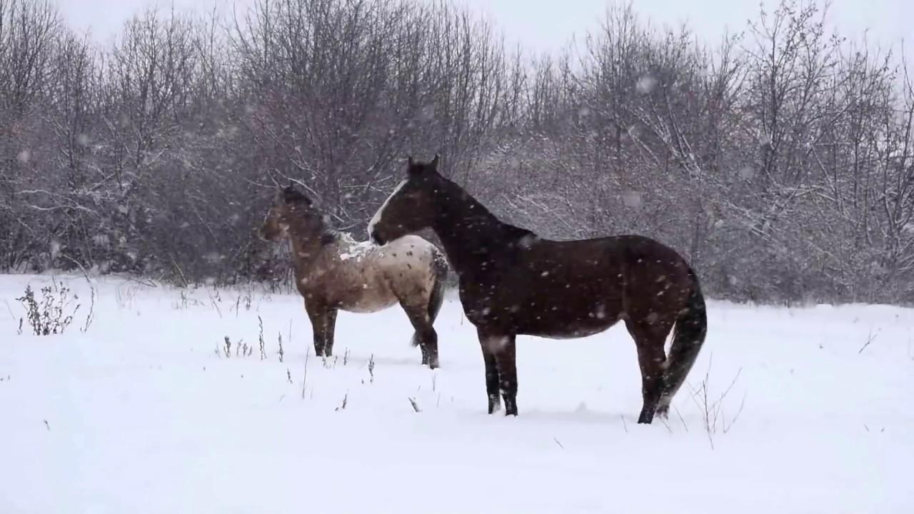 лошади на ферме зимой Stock Photo | Adobe Stock