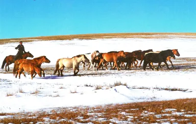 Фотофакт: смотрите, как дикие лошади-тарпаны зимой гуляют по Налибокской  пуще - KP.RU