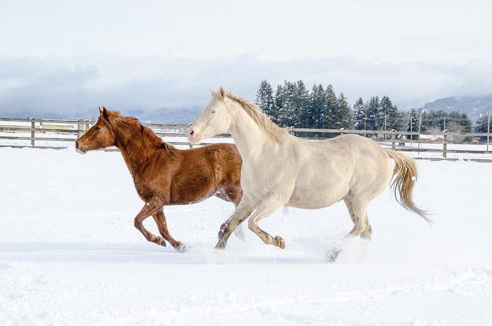 Лошадь зимой в полный рост» — создано в Шедевруме