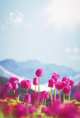 Весна Цветы Тюльпаны Телефон - Бесплатное фото на Pixabay - Pixabay