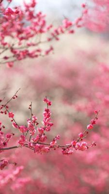 вертикальная версия розовая фотография картина цветение вишни весна телефон  обои Фон И картинка для бесплатной загрузки - Pngtree
