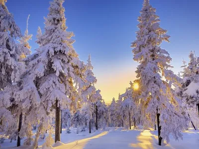 Изображение снежного леса на обои для телефона | Русский лес зимой Фото  №1338369 скачать