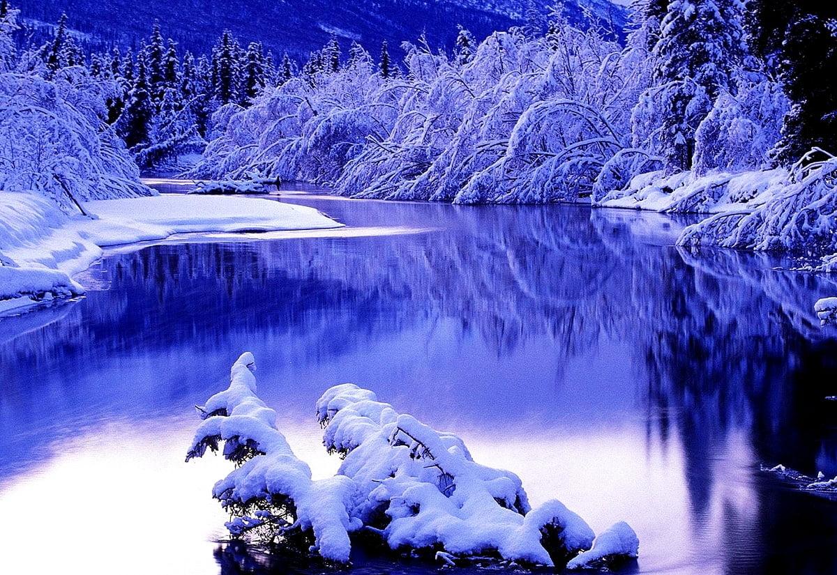 Картинка Размытый фон Зима Природа снеге ветка 640x960