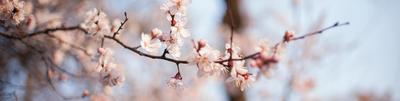 Обложка для группы ВК на тему сакура, весна, боке, цветок