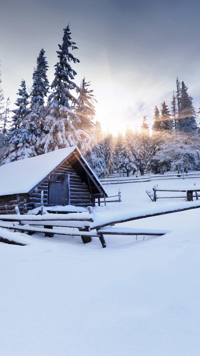 Фотографии зимние Природа снеге ветвь Шишки 1080x1920