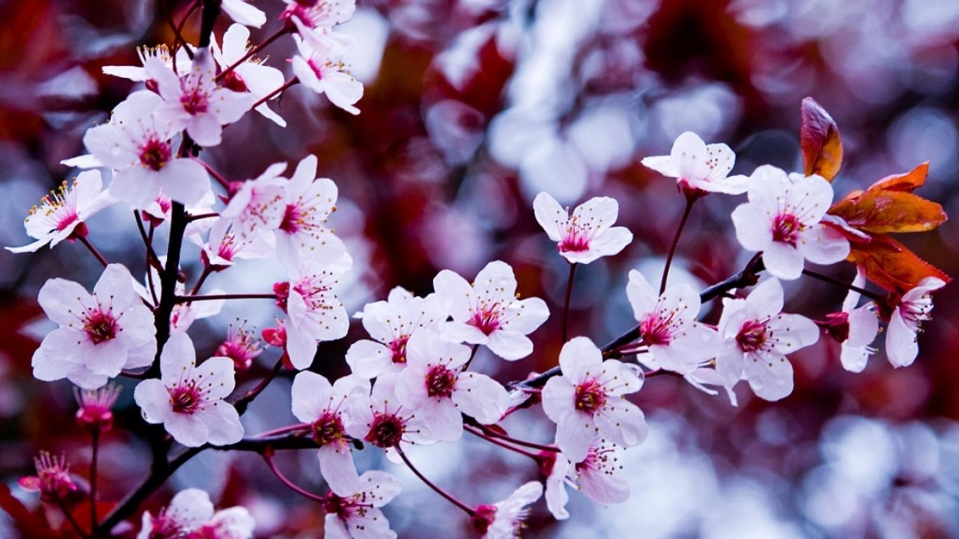Весна, цветы, горы, вид, туман обои для рабочего стола, картинки, фото,  1280x1024.