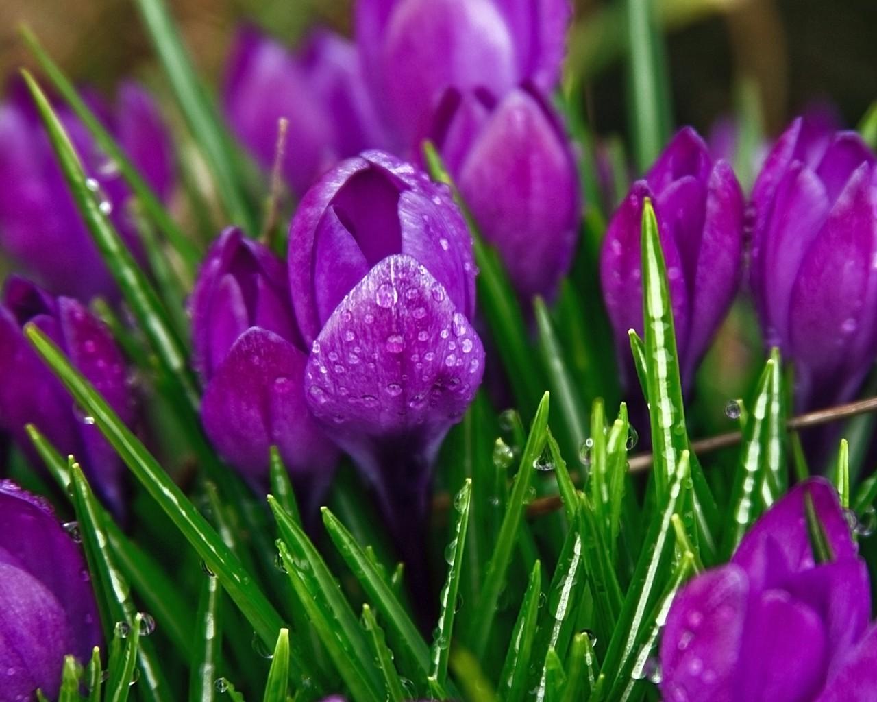 Природа, цветы, весна обои для рабочего стола, картинки, фото, 1280x1024.