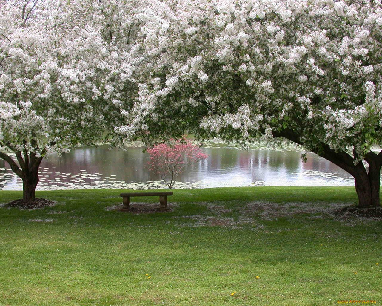 Картинки весна, деревья, листья, природа, цветы, широкоформатные, мимоза -  обои 1280x1024, картинка №133338