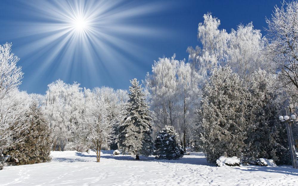 Обои на рабочий стол Зимняя природа: лес, покрытый снегом, и яркое солнце в  небе, обои для рабочего стола, скачать обои, обои бесплатно