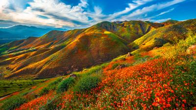 Скачать обои Spring, Горы, Калифорния, Америка, Природа, Весна, Цветы в  разрешении 1600x900 на рабочий стол
