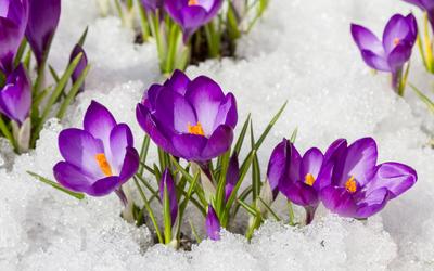 Скачать обои цветы, снег, весна, крокусы, flowers разрешение 1600x900  #159851