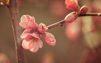 Обои на рабочий стол Розовые весенние цветы на ветке дерева, обои для рабочего  стола, скачать обои, обои бесплатно