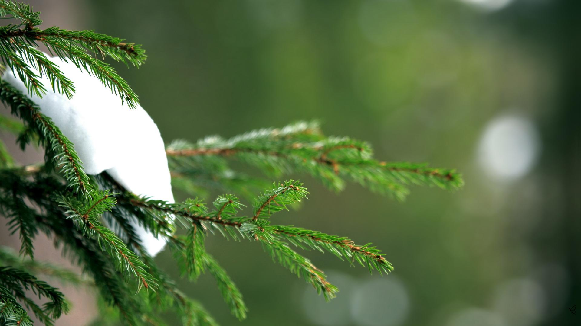 зеленые елки ранней зимой-ОБОИ- на рабочий стол-Зима бесплатно