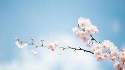 Цветение яблони весной - Весна - Природа - Картинки на рабочий стол
