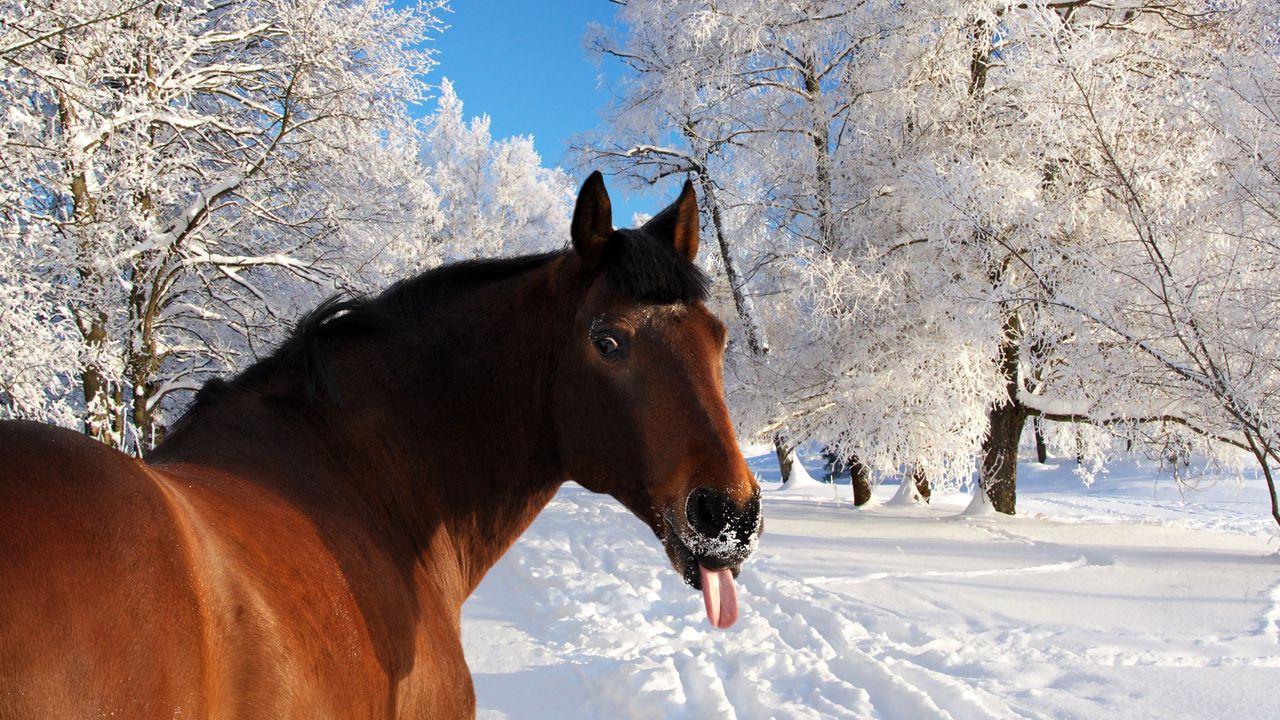 Обои лошадь, морда, снег, язык, зима, природа картинки на рабочий стол,  фото скачать бесплатно