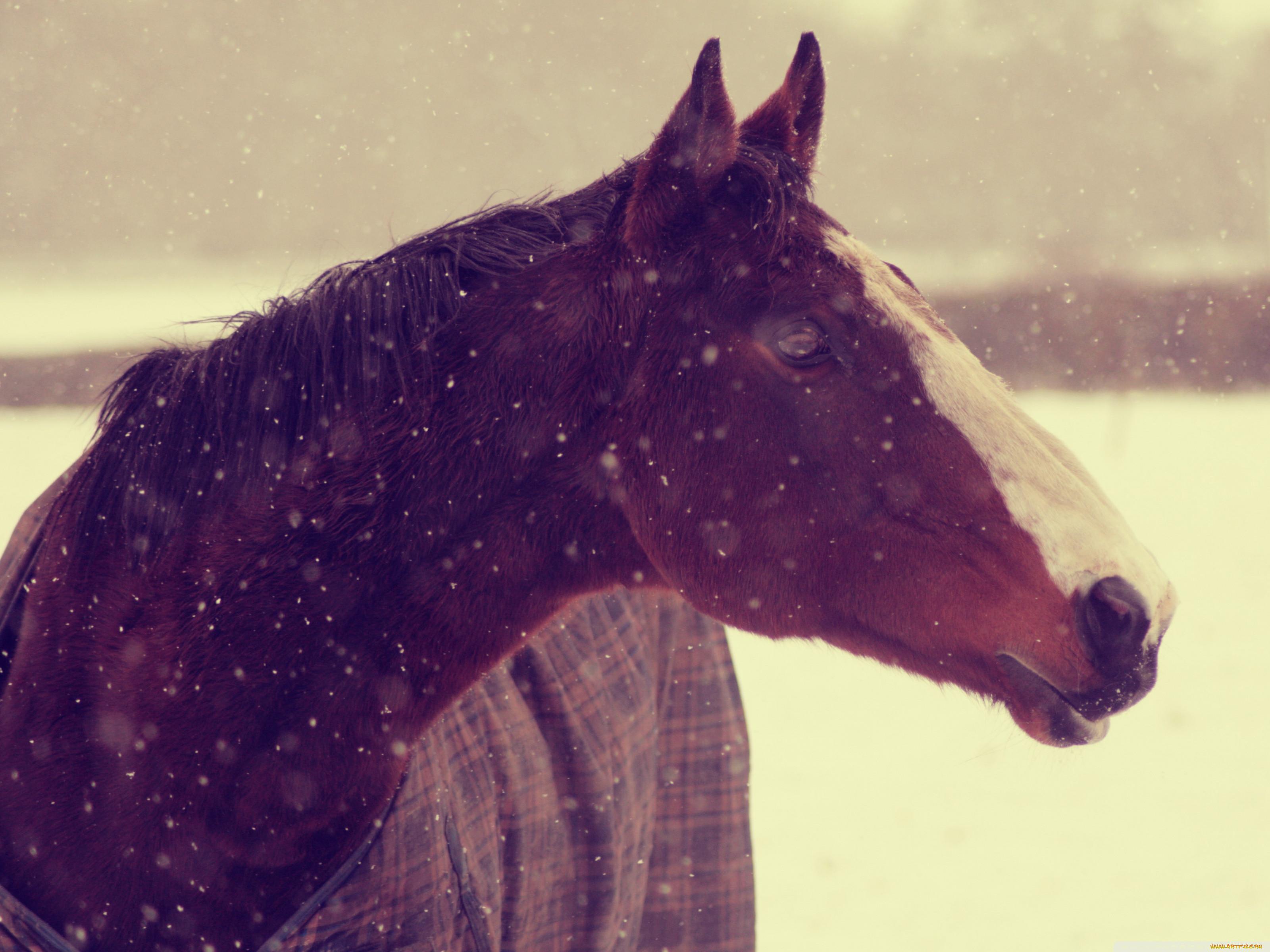 Обои зима, снег, кони, лошади картинки на рабочий стол, раздел животные -  скачать | Животные, Обои, Лошади