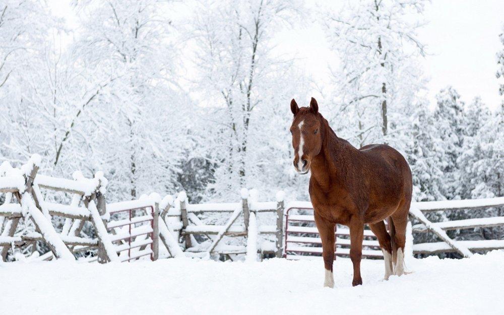 Обои Лошадь зимой Животные Лошади, обои для рабочего стола, фотографии  лошадь, зимой, животные, лошади, голова, зима, снег, попона Обои для рабочего  стола, скачать обои картинки заставки на рабочий стол.