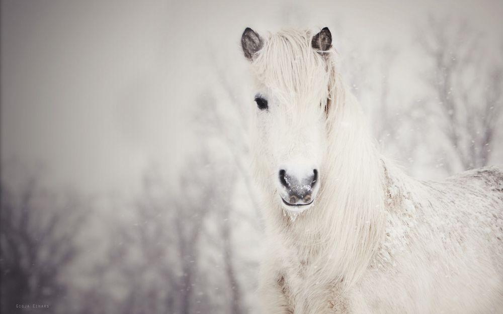 Лошадь зимой скачет по снегу | Обои для телефона