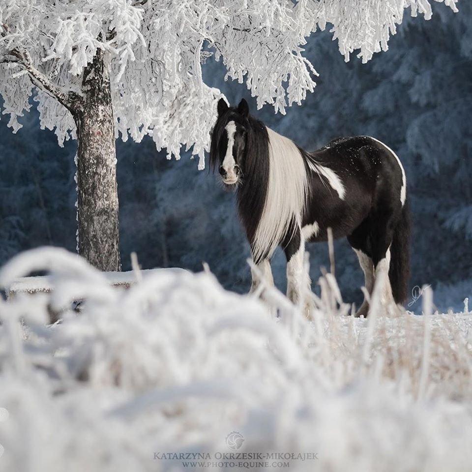 Лошади зимой (64 фото) - 64 фото