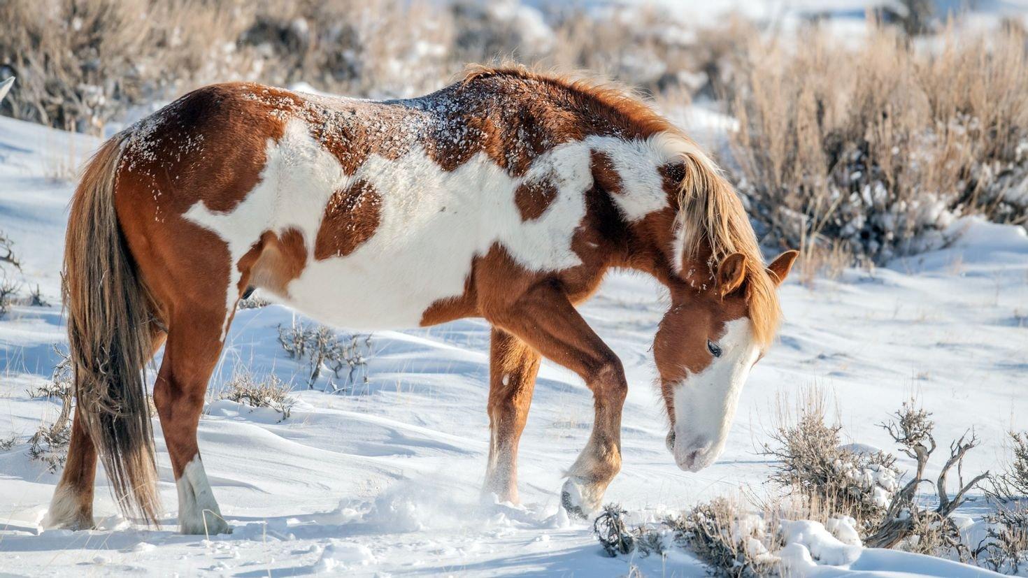Лошади зимой красивые - красивые фото