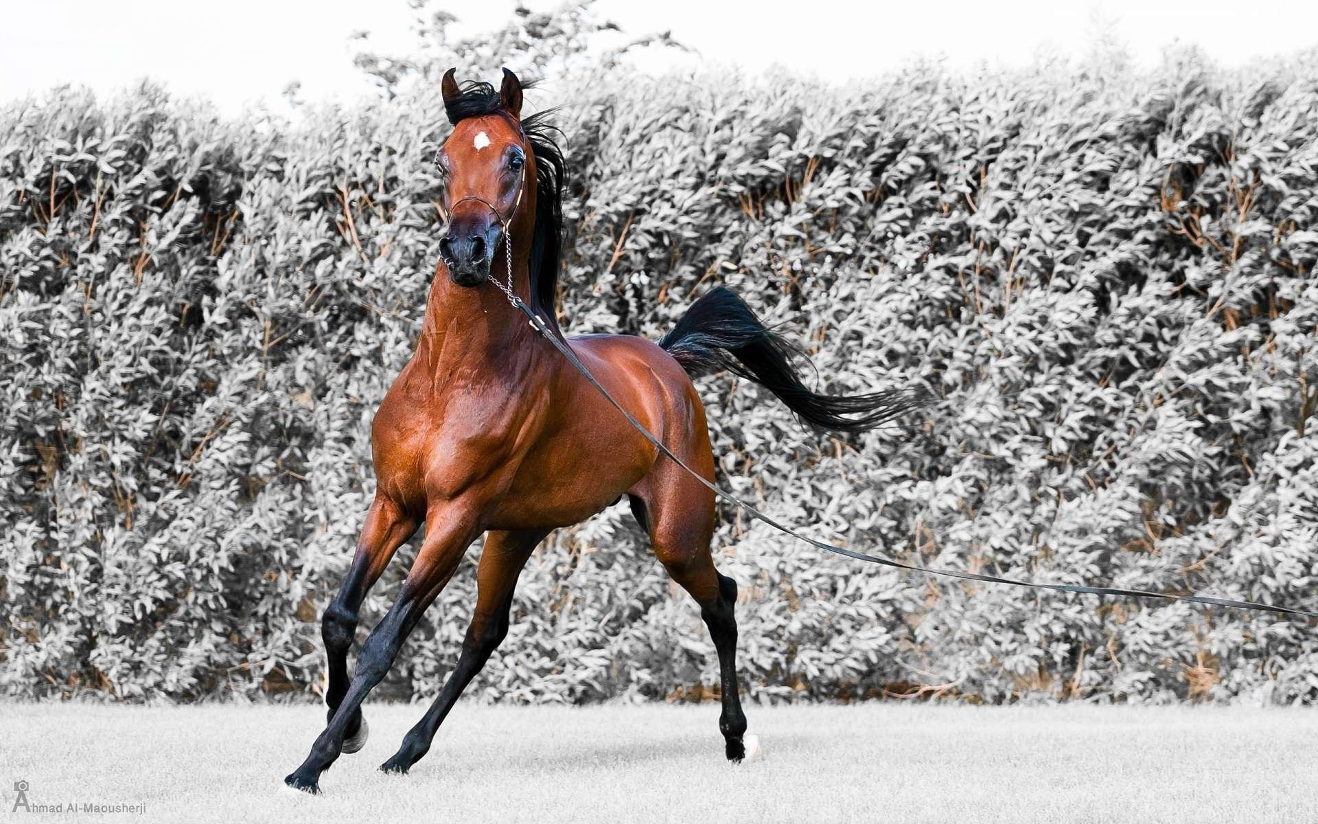 Лошадь с санями рисунок - 50 фото