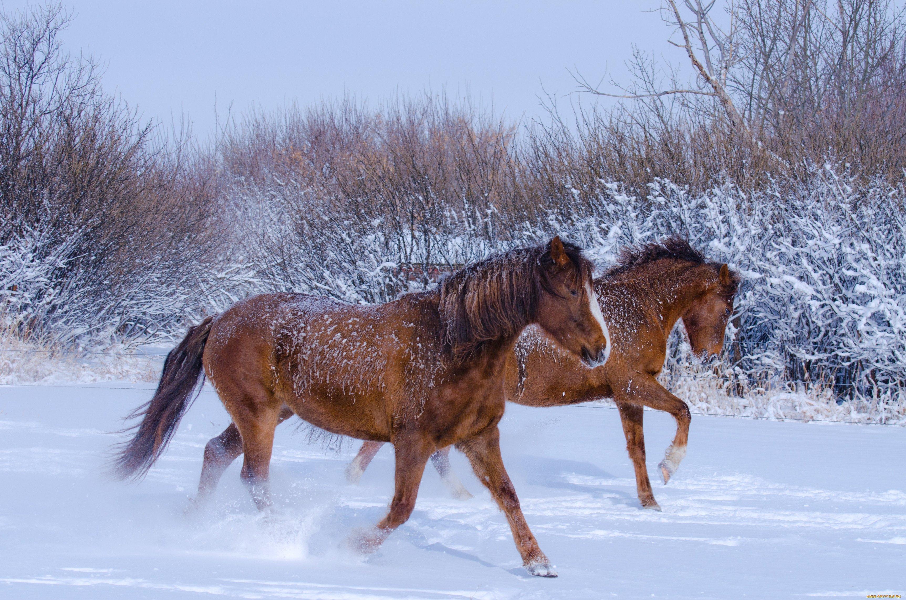 Новогоднее изображение лошади зимой на природе - обои на рабочий стол
