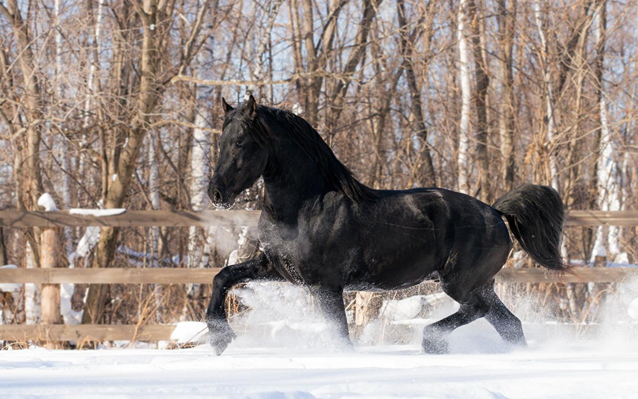 Красивые арты лошадей - 59 фото