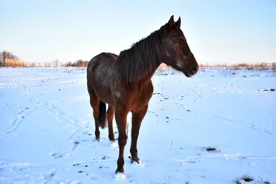 Лошади на зимнем фоне - 71 фото