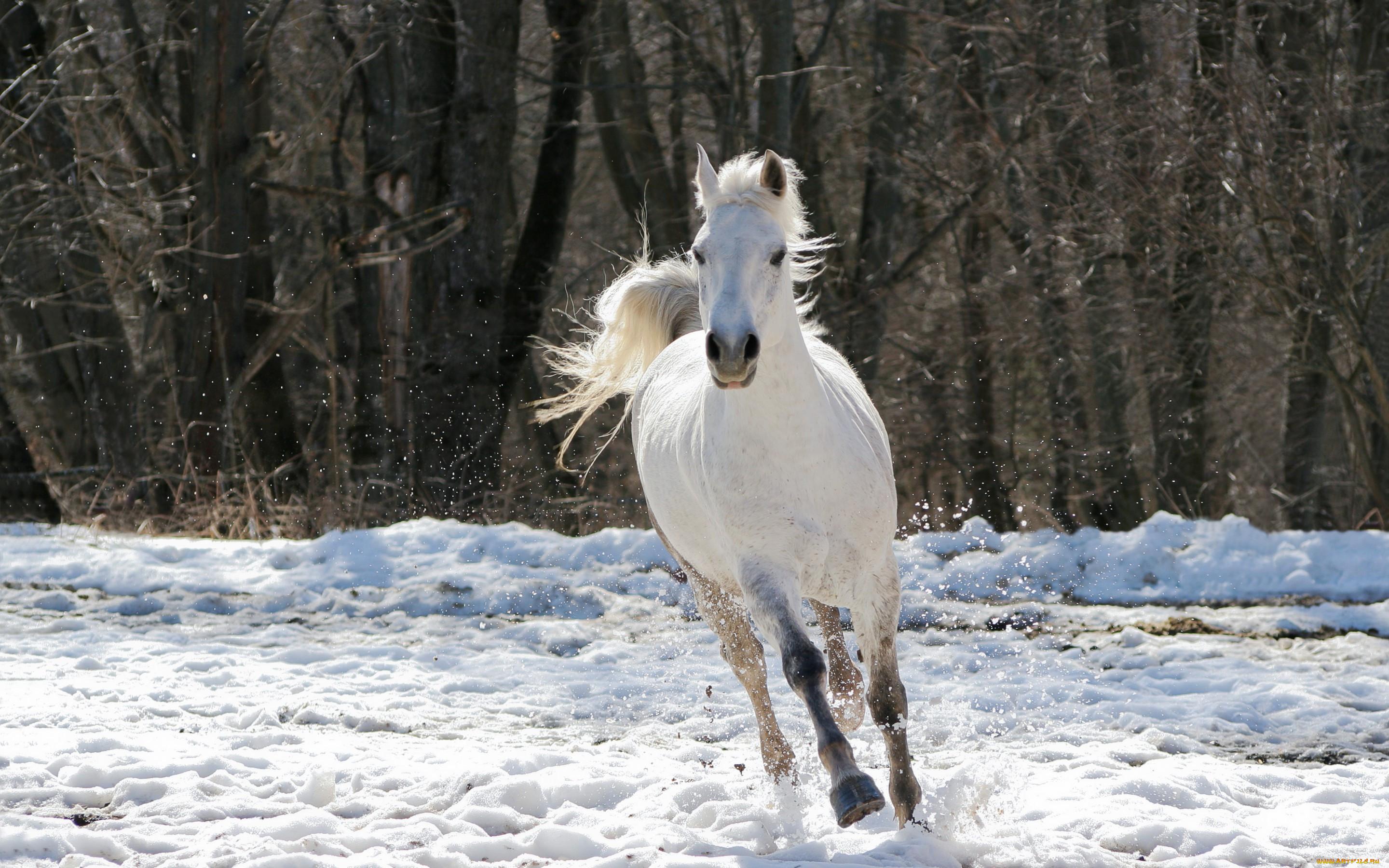 Фото лошадь зимой на снегу Животные 1920x1200