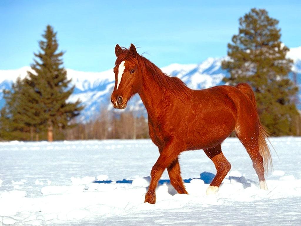 Поездка на лошади обои для рабочего стола, картинки Поездка на лошади,  фотографии Поездка на лошади, фото Поездка на лошади скачать бесплатно |  FreeOboi.Ru
