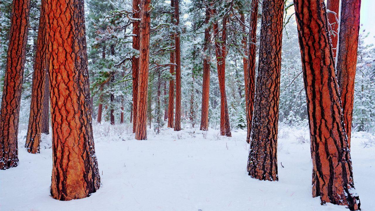 Обои природа, зима, деревья картинки на рабочий стол, фото скачать бесплатно