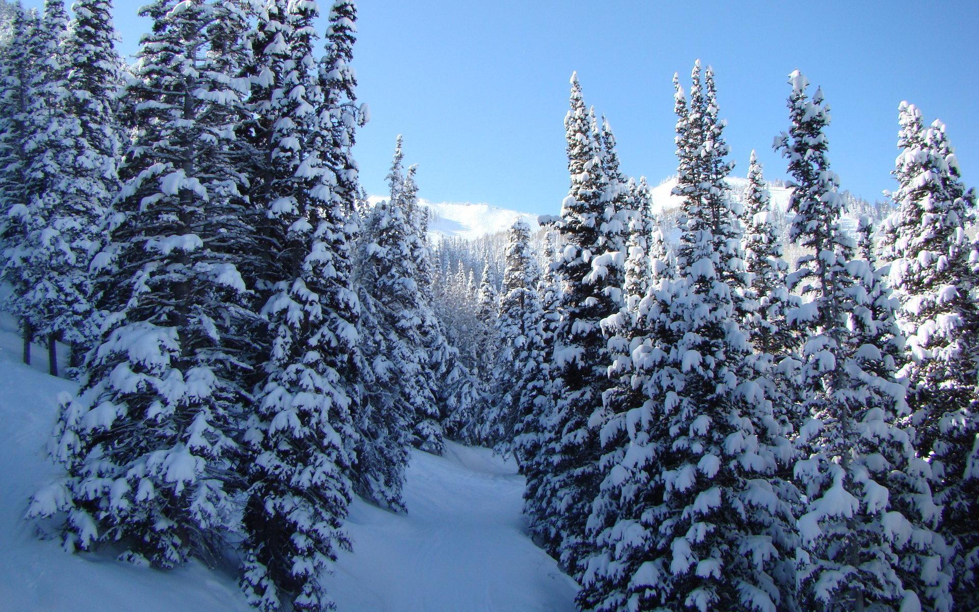 Скачать обои деревья, снег, природа, зима, фото разрешение 1280x800 #14918