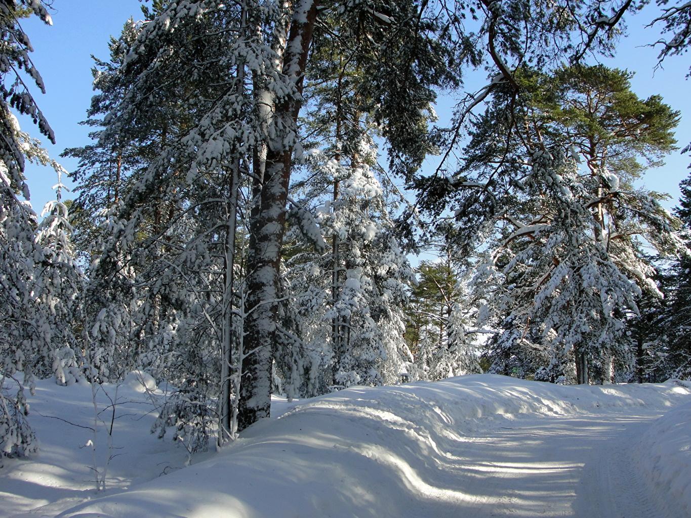 Природа зима солнце горы дерево снег - обои на рабочий стол