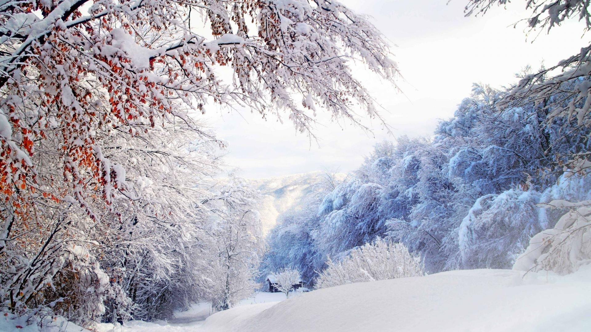 Обои красивая зима, природа, деревья в снегу мороз небо на рабочий стол