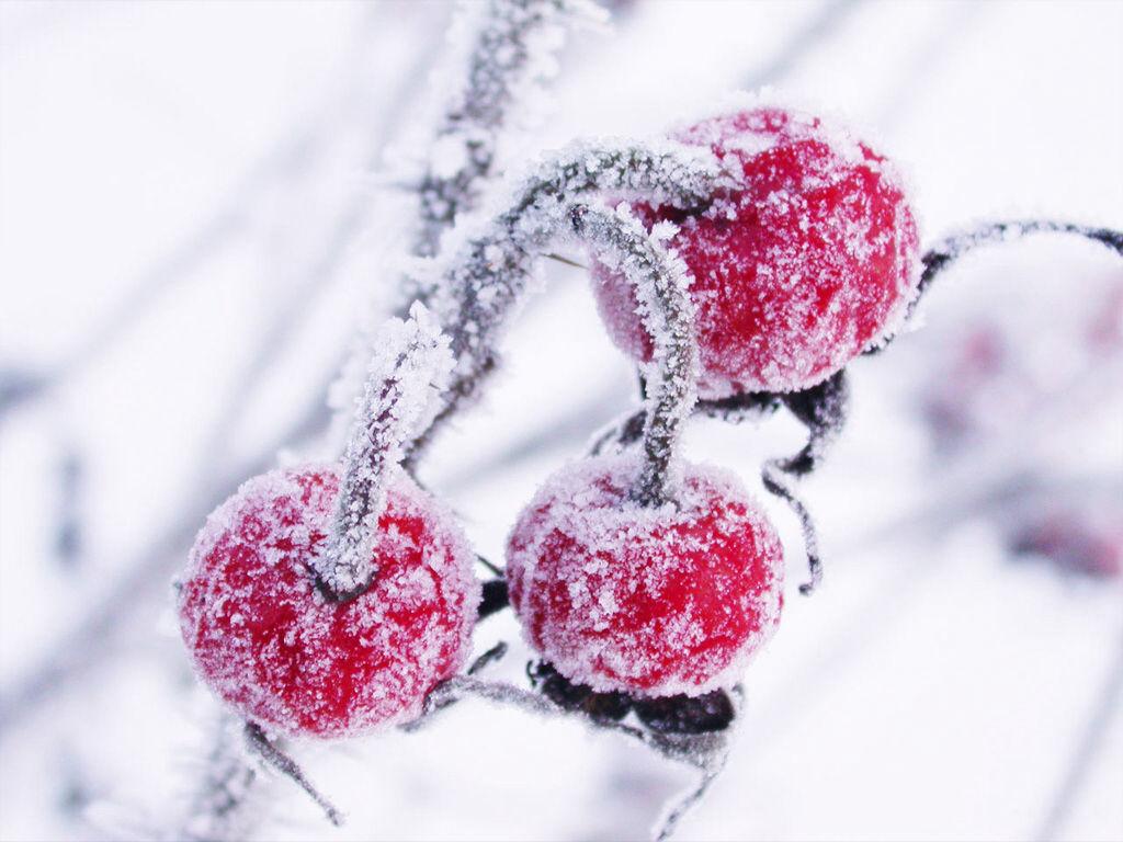 Обои зима, снег, природа, дерево, замораживание на телефон Android,  1080x1920 картинки и фото бесплатно