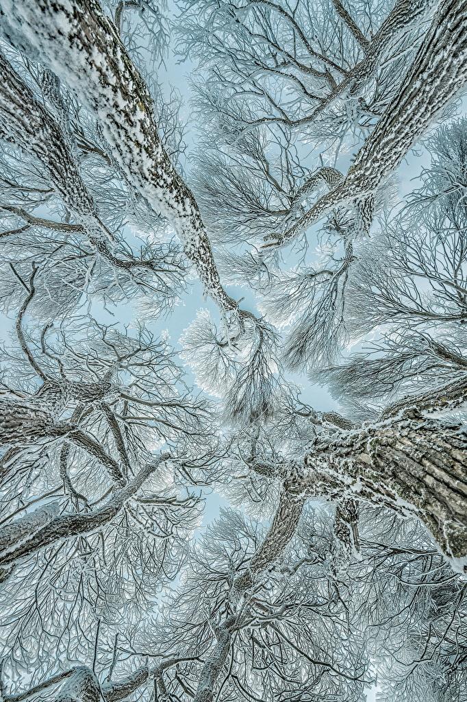 Обои для рабочего стола Вид снизу Зима Природа Снег на ветке дерево