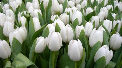 Обои тюльпаны, цветы, белые, весна, красота, зелень картинки на рабочий стол,  фото скачать бесплатно