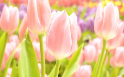 цветы лето весна летние обои весенние обои тюльпаны фокус боке розовый  желтый белый нежный нежные тюльпаны обои для … | Розовые тюльпаны, Тюльпаны,  Цветущие деревья