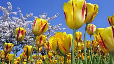 Скачать обои и картинки тюльпаны, цветы, листья, жёлтый, розовый, праздник,  весна, белый фон для рабочего стола в разрешении 1280x1024