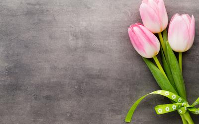 Обои на рабочий стол Розовые весенние тюльпаны, обои для рабочего стола,  скачать обои, обои бесплатно